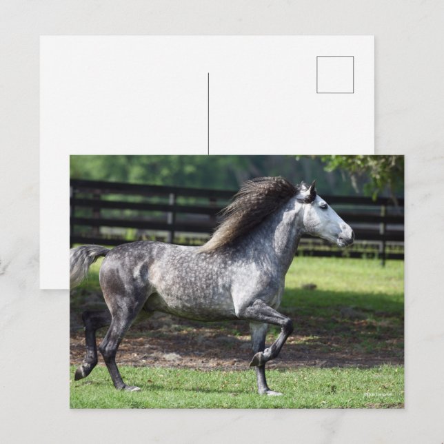 Postal Bob Langrish | Estallido de Gray Lusitano de manza (Anverso / Reverso)