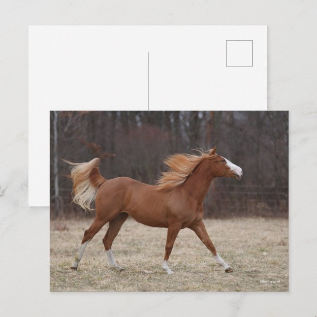 Postal Bob Langrish | Exceso de pintura de caballos en ca (Anverso / Reverso)