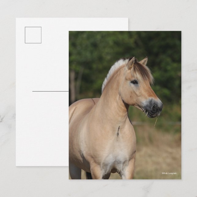 Postal Bob Langrish | Fjord Horse Standing Headshot (Anverso / Reverso)