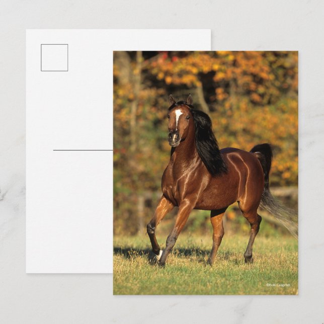 Postal Bob Langrish | Fondo otoñal árabe de la bahía (Anverso / Reverso)