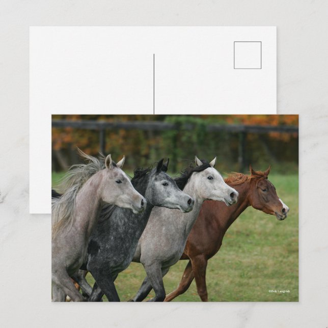 Postal Bob Langrish | Four Arab Horses Racing Headshot (Anverso / Reverso)