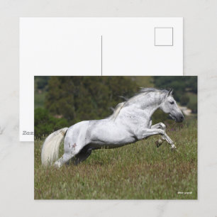 Postal Bob Langrish Gray Andalucian saltando por la hierb