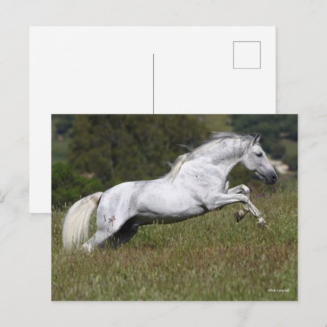 Postal Bob Langrish Gray Andalucian saltando por la hierb (Anverso / Reverso)