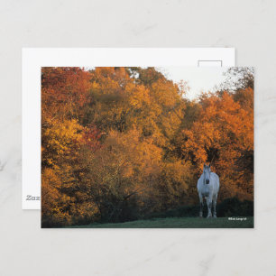 Postal Bob Langrish Gray Warmblood Horse de pie Otoño