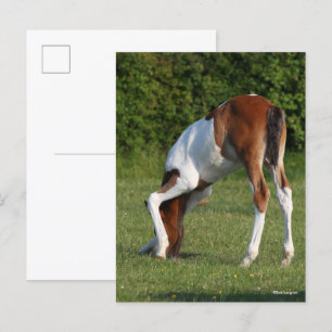 Postal Bob Langrish   Grazing de caballos deportivos irla