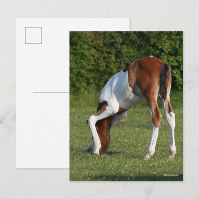 Postal Bob Langrish | Grazing de caballos deportivos irla (Anverso / Reverso)