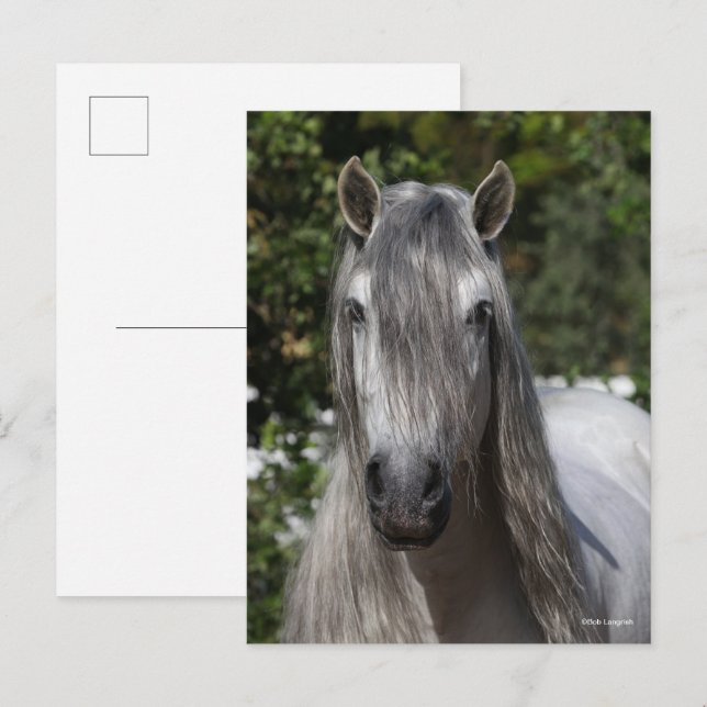 Postal Bob Langrish | Grey Andalucian Stallion headshot (Anverso / Reverso)