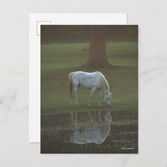Postal Bob Langrish | Grey Arab Grazing Water Reflection (Anverso / Reverso)