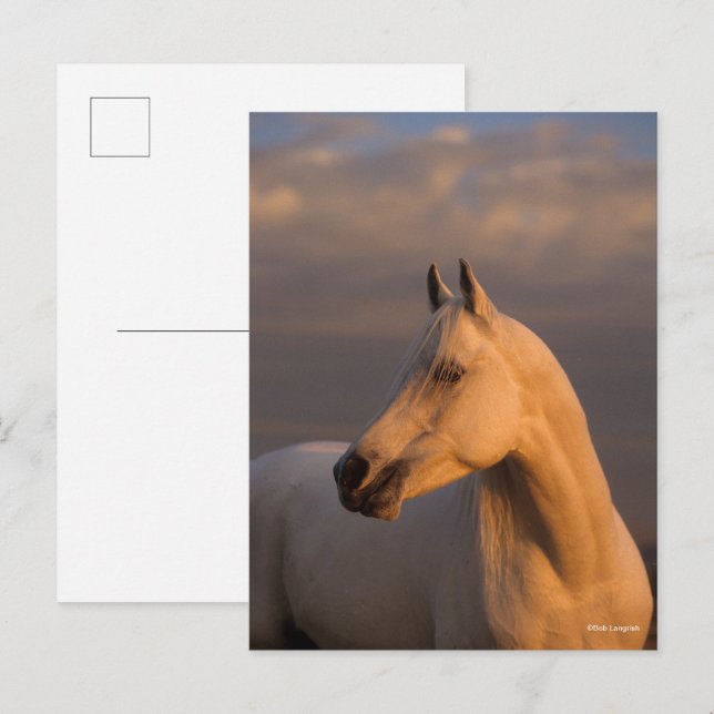 Postal Bob Langrish | Grey Arab Headshot Evening Light (Anverso / Reverso)