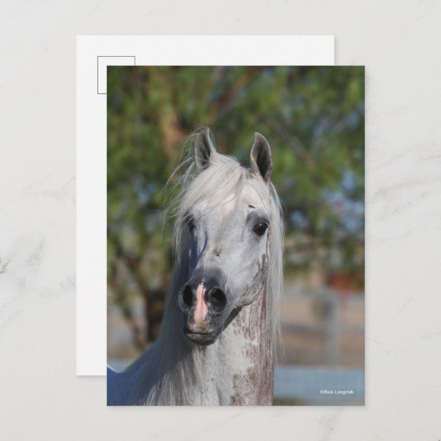 Postal Bob Langrish | Grey Arab Stallion Headshot (Anverso / Reverso)