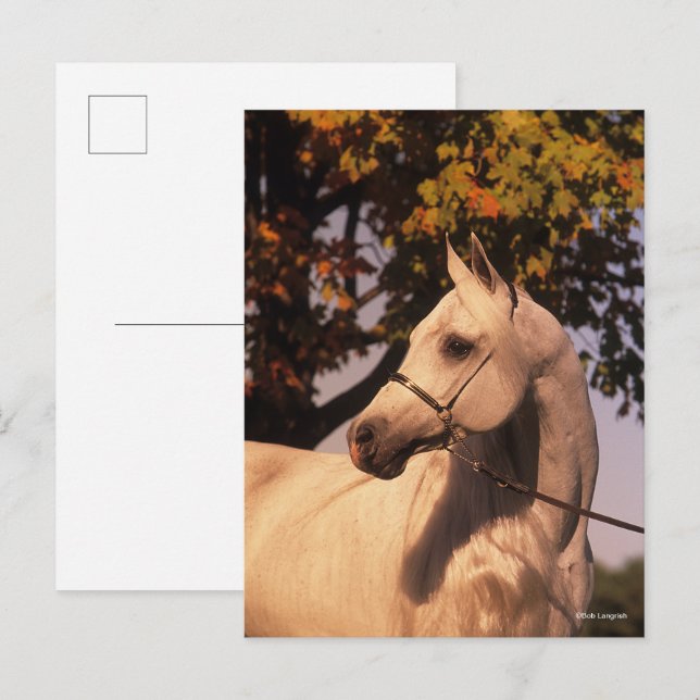 Postal Bob Langrish | Grey Arab Stallion Headshot 4 (Anverso / Reverso)