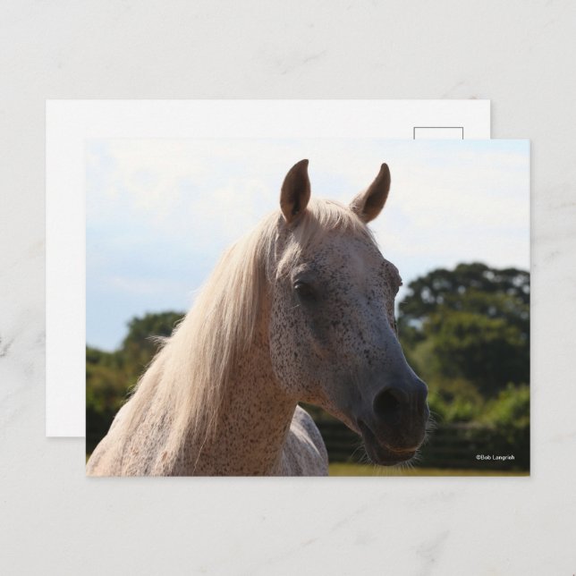 Postal Bob Langrish | Grey Arab Stallion Headshot Backlit (Anverso / Reverso)