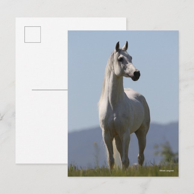 Postal Bob Langrish | Grey Arab Stallion Standing (Anverso / Reverso)