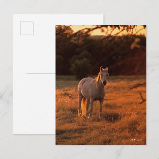 Postal Bob Langrish | Grey Arab Standing at Sunset (Anverso / Reverso)