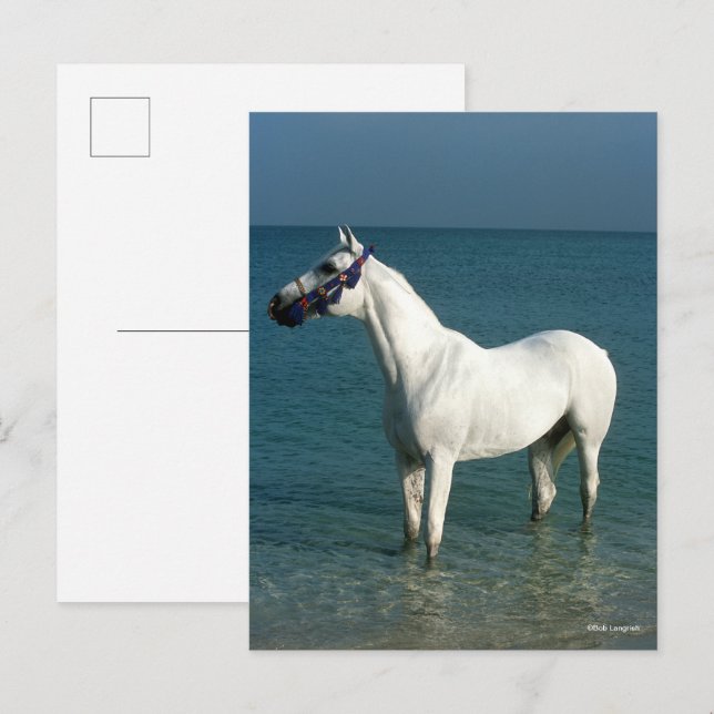 Postal Bob Langrish | Grey Arab Standing In The Sea (Anverso / Reverso)