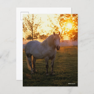 Postal Bob Langrish   Grey Percheron Standing In Sunset