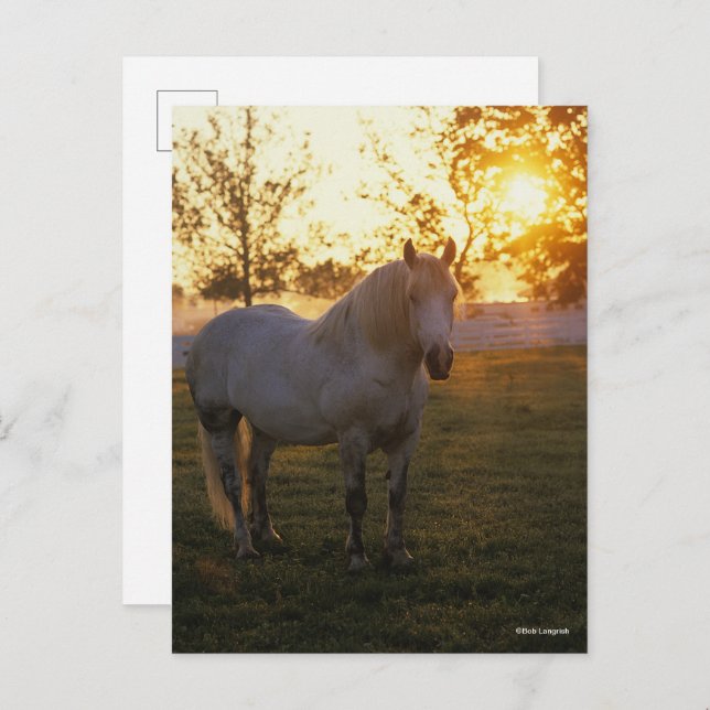 Postal Bob Langrish | Grey Percheron Standing In Sunset (Anverso / Reverso)
