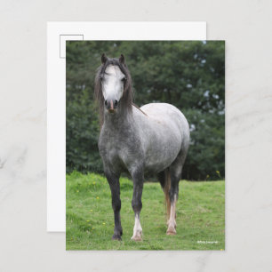 Postal Bob Langrish Grey Welsh Pony Standing