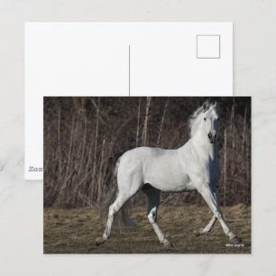 Postal Bob Langrish   Gris Andalucian Stallion Walking
