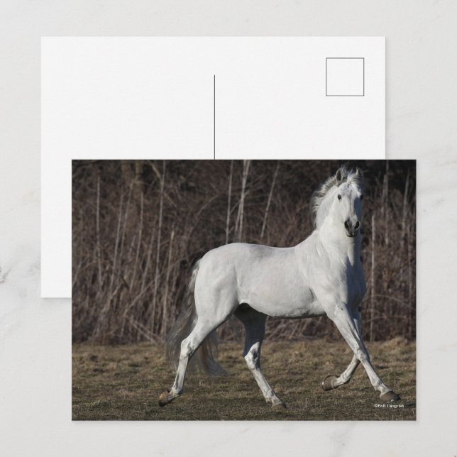 Postal Bob Langrish | Gris Andalucian Stallion Walking (Anverso / Reverso)