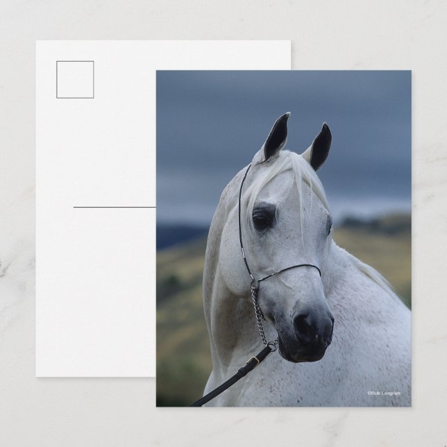 Postal Bob Langrish | Gris Arab Stallion Headshot (Anverso / Reverso)