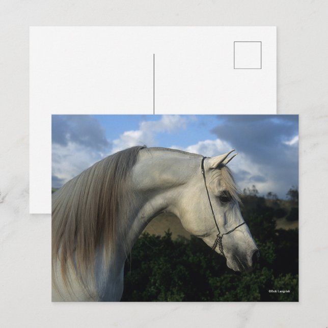 Postal Bob Langrish | Gris Arab Stallion Headshot (Anverso / Reverso)
