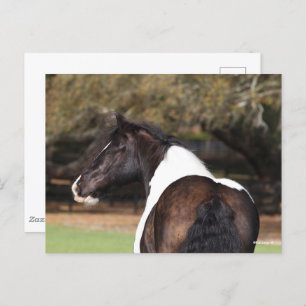 Postal Bob Langrish   Gypsy Vanner Headshot