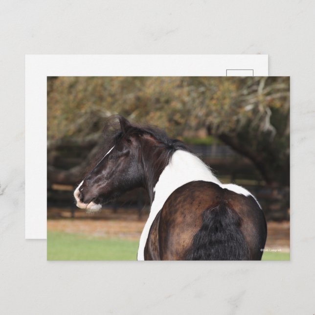 Postal Bob Langrish | Gypsy Vanner Headshot (Anverso / Reverso)