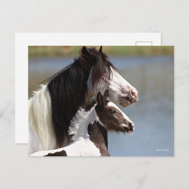 Postal Bob Langrish | Gypsy Vanner Mare and Foal Headshot (Anverso / Reverso)