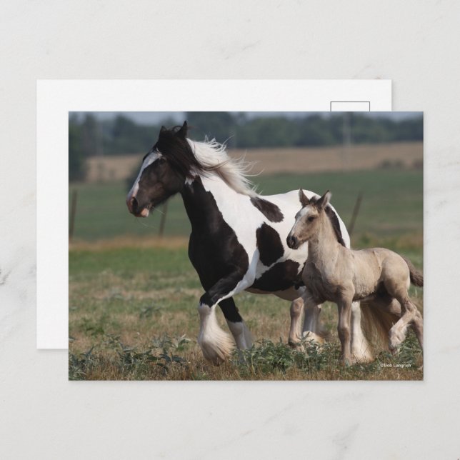 Postal Bob Langrish | Gypsy Vanner Mare and Foal Running (Anverso / Reverso)
