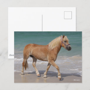 Postal Bob Langrish   Haflinger Caminando Por La Playa