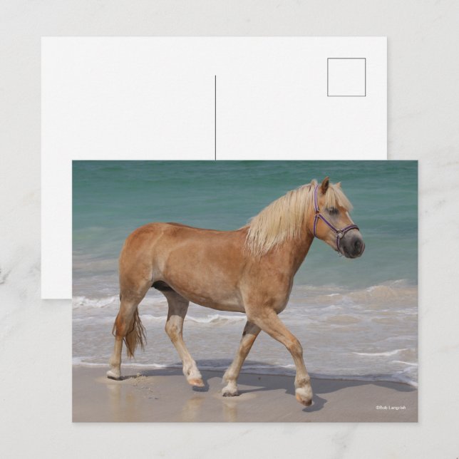 Postal Bob Langrish | Haflinger Caminando Por La Playa (Anverso / Reverso)
