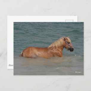 Postal Bob Langrish   Haflinger De Caballos Nadando En El