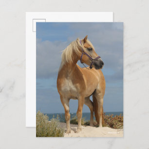 Postal Bob Langrish   Haflinger De Pie En La Playa