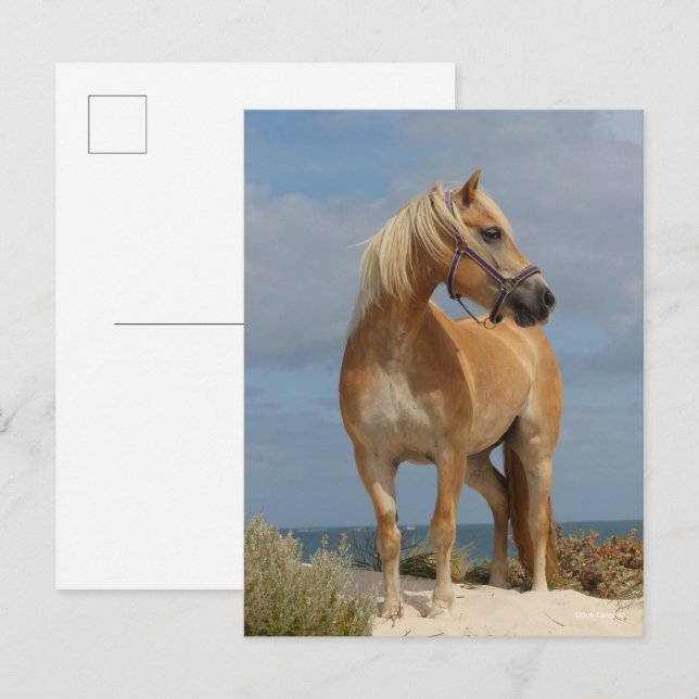 Postal Bob Langrish | Haflinger De Pie En La Playa (Anverso / Reverso)