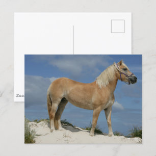 Postal Bob Langrish   Haflinger En La Playa