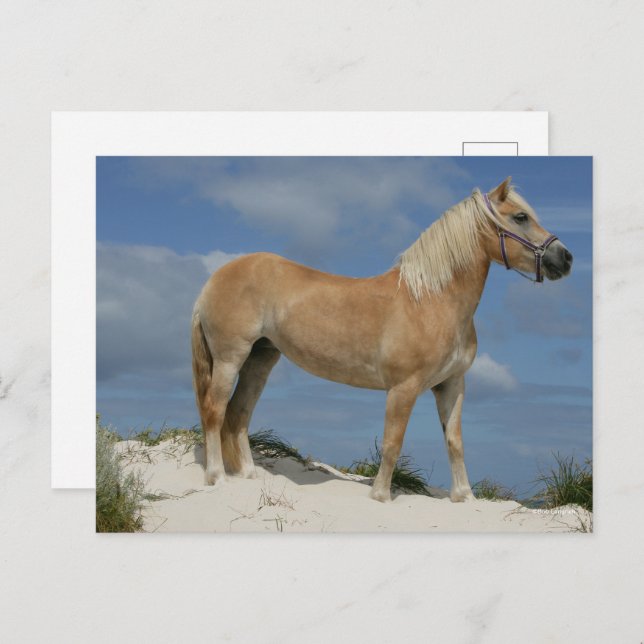 Postal Bob Langrish | Haflinger En La Playa (Anverso / Reverso)