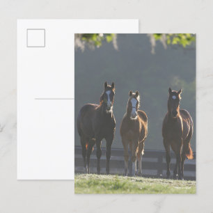 Postal Bob Langrish   Jóvenes de tres cuartos de caballo