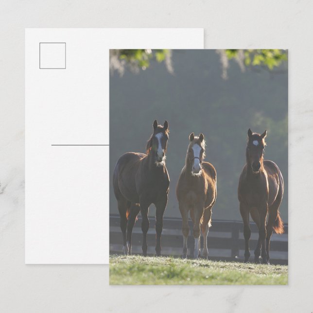 Postal Bob Langrish | Jóvenes de tres cuartos de caballo (Anverso / Reverso)