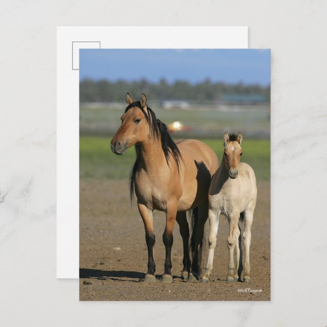 Postal Bob Langrish Kiger Mustang Mare and Foal Standing (Anverso / Reverso)