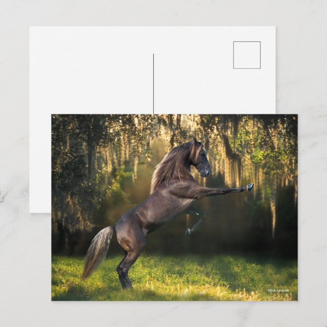 Postal Bob Langrish | La cría de caballos de Montaña Roco (Anverso / Reverso)