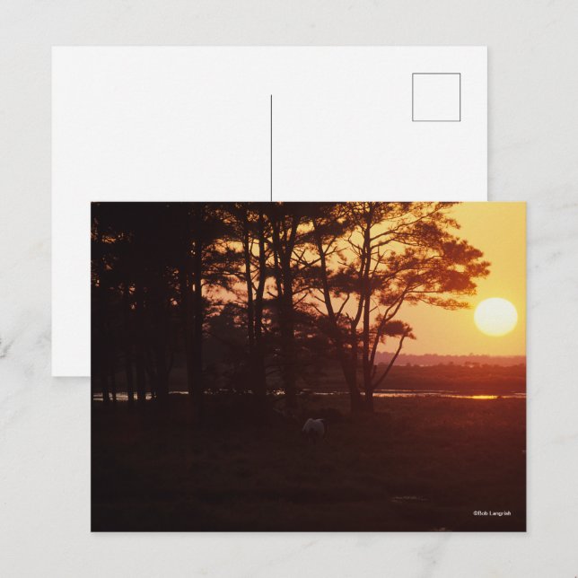 Postal Bob Langrish | La puesta de sol de Chincoteague Gr (Anverso / Reverso)