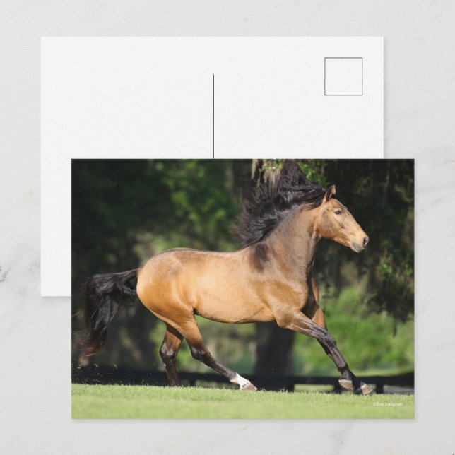 Postal Bob Langrish | Lusitano en marcha (Anverso / Reverso)