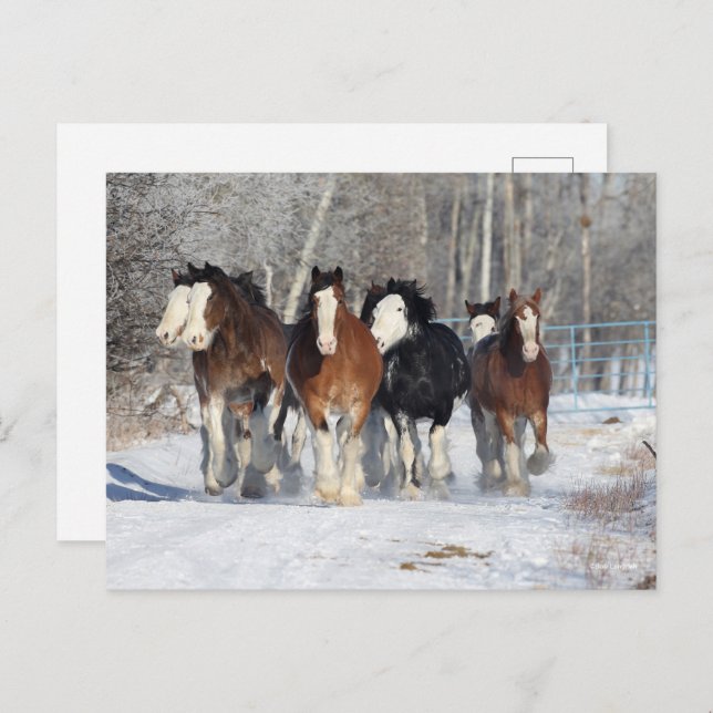 Postal Bob Langrish | Manada De Clydesdales En Nieve (Anverso / Reverso)