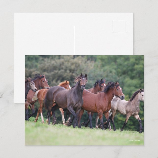 Postal Bob Langrish | Manada de ponis galeses en el campo (Anverso / Reverso)