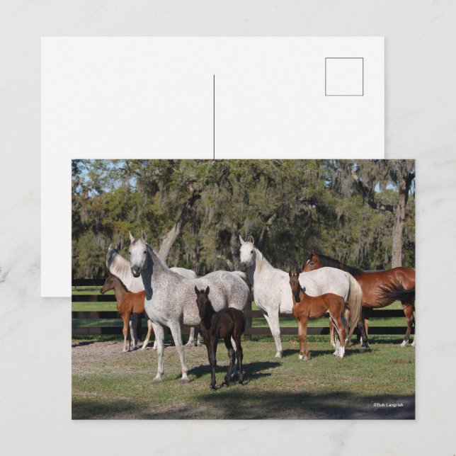 Postal Bob Langrish | Mares y tontos árabes de pie (Anverso / Reverso)