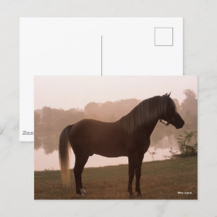 Postal Bob Langrish Montaña Rocky Caballo de pie retroilu