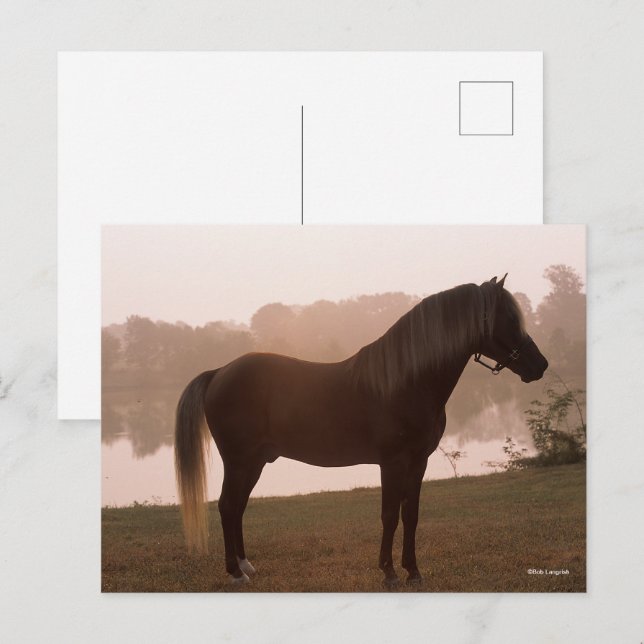 Postal Bob Langrish Montaña Rocky Caballo de pie retroilu (Anverso / Reverso)