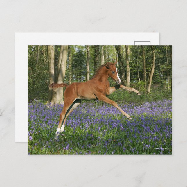 Postal Bob Langrish | Morgan Foal Leaping With Bluebells (Anverso / Reverso)