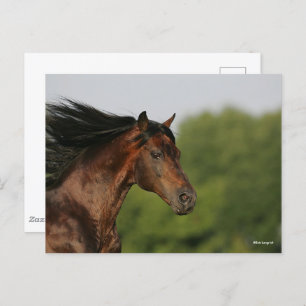 Postal Bob Langrish   Morgan Horse Headshot Flower Mane
